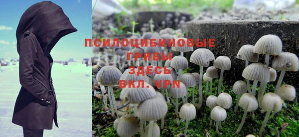 PSILOCYBIN Бородино